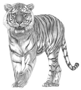 Tiger - Greyscale copy